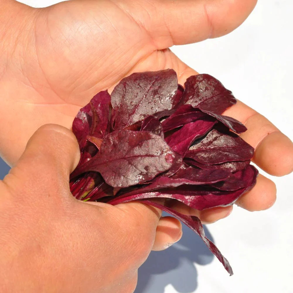 XS188 BULL'S BLOOD CHARD SEED | Smarties.bio