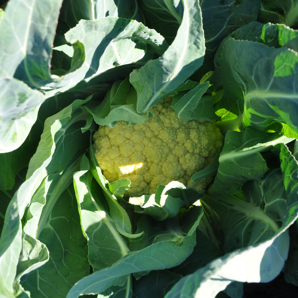 MEZZANO BROCCOLO DI BASSANO SEEDS