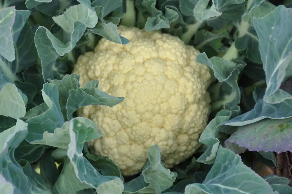 MEZZANO BROCCOLO DI BASSANO SEEDS | Smarties.bio