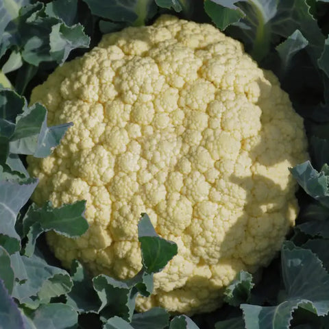 MEZZANO BROCCOLO DI BASSANO SEEDS | Smarties.bio
