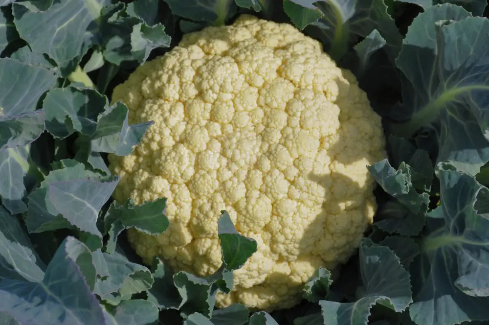 MEZZANO BROCCOLO DI BASSANO SEEDS | Smarties.bio