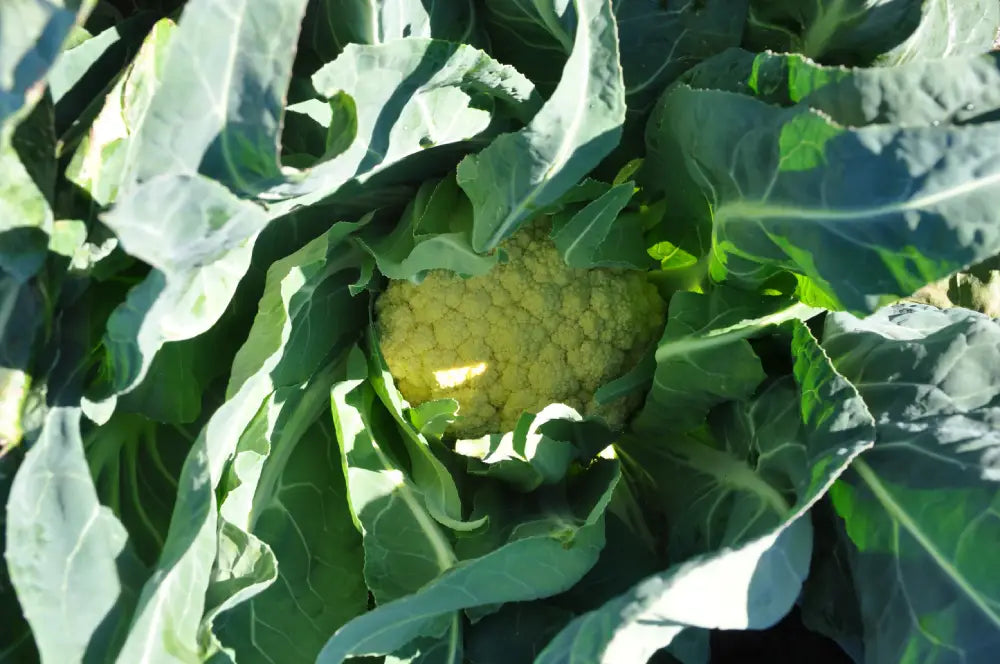 MEZZANO BROCCOLO DI BASSANO SEEDS | Smarties.bio