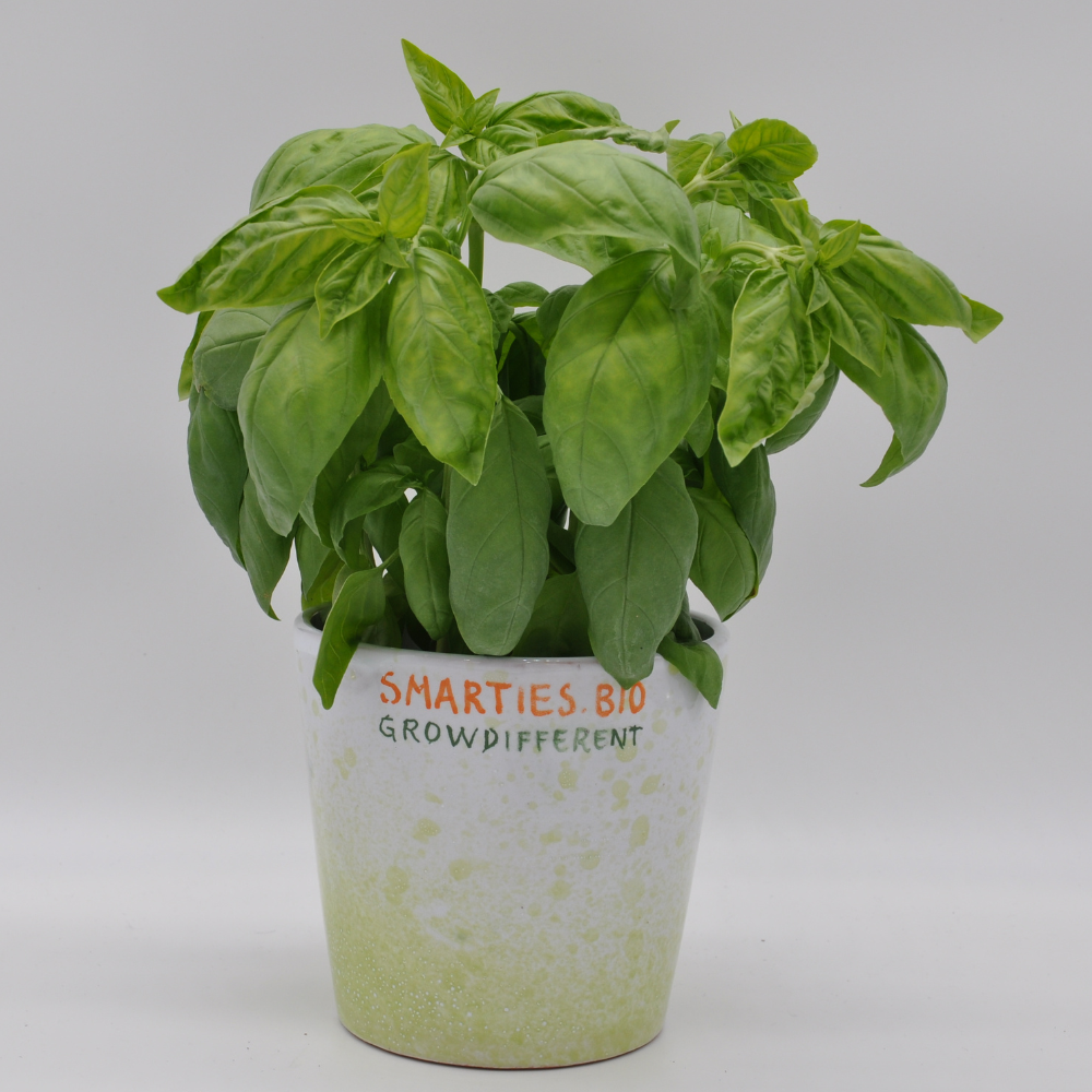 GUSTOSO ex #SM4.50 CLASSICO ITALIANO BASIL SEEDS (multiseed8) | Smarties.bio