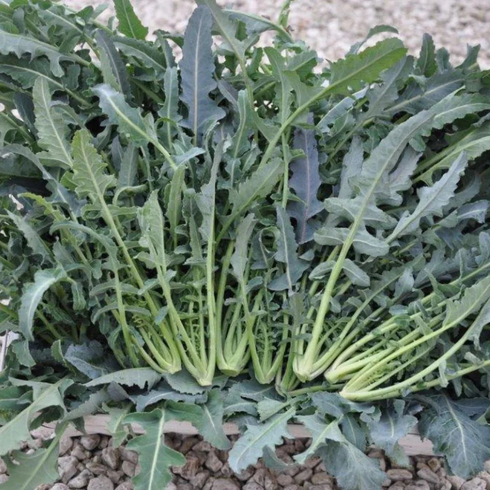 FILIUS ex #SM4.54 BROCCOLO FIOLARO DI CREAZZO SEEDS | Smarties.bio