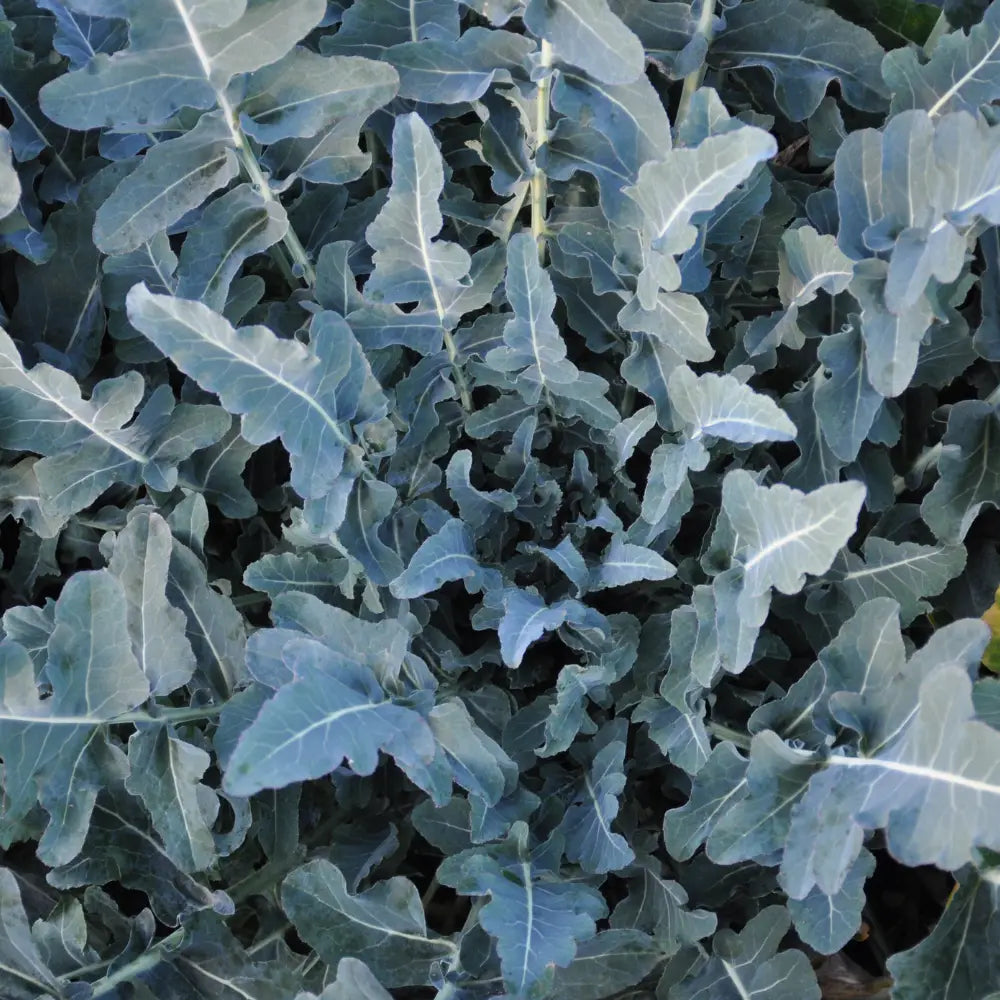 FILIUS ex #SM4.54 BROCCOLO FIOLARO DI CREAZZO SEEDS | Smarties.bio