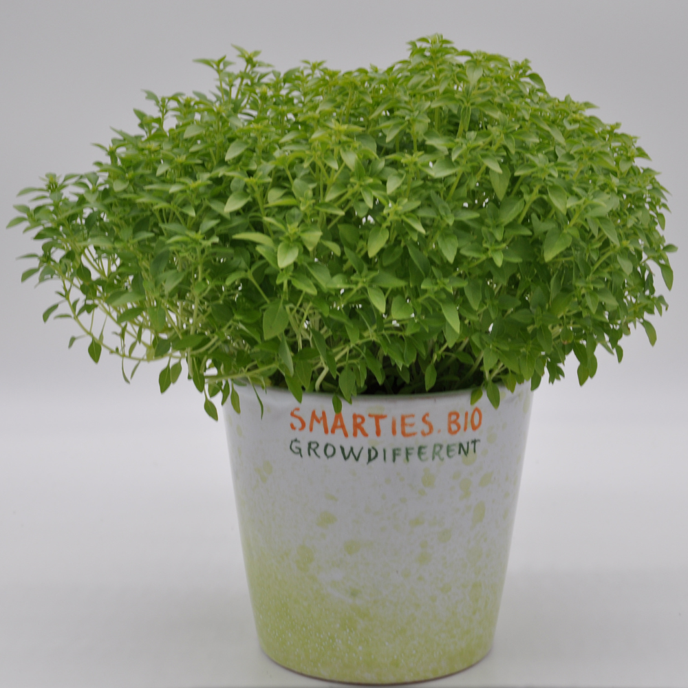 #SM480 GREEK BASIL SEEDS | Smarties.bio