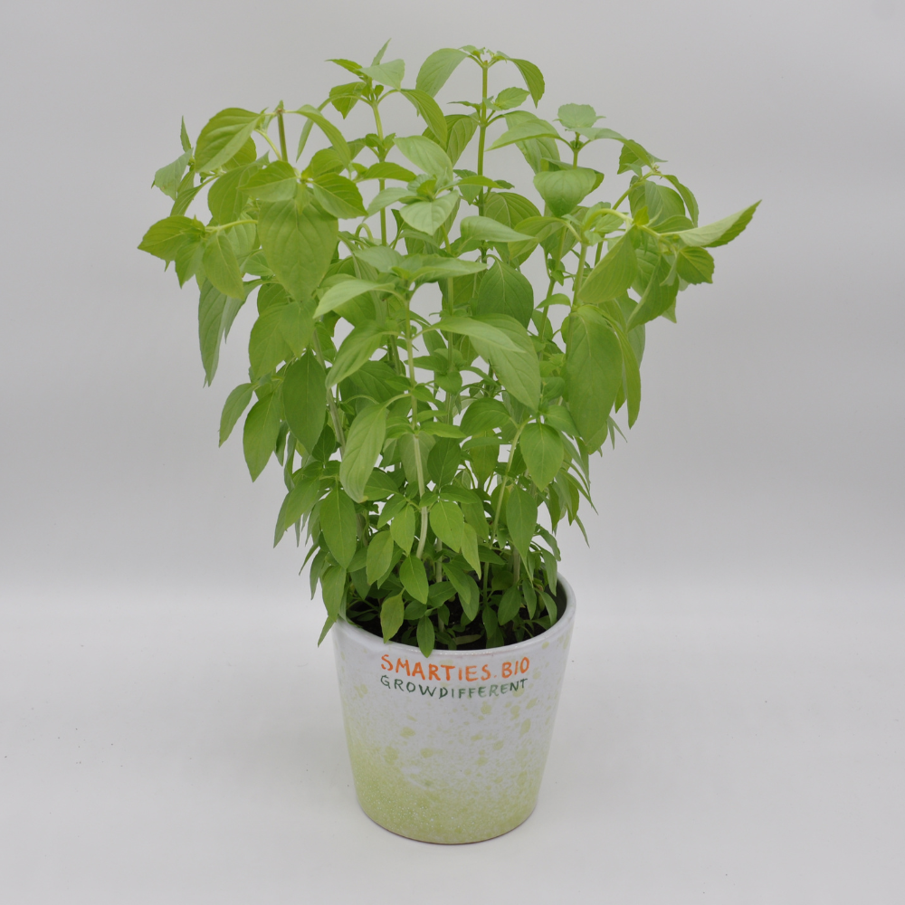 #SM483 LEMON BASIL SEEDS | Smarties.bio