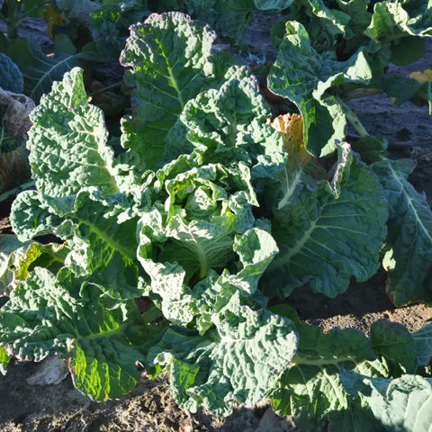 DORIA LAVAGNINO BROCCOLI SEEDS | Smarties.bio