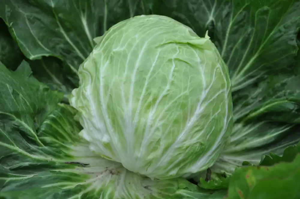 PALLA DI NEVE CICORIA BIANCA DI CHIOGGIA SEEDS | Smarties.bio