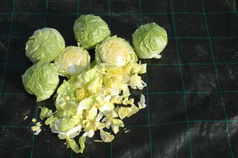 PALLA DI NEVE CICORIA BIANCA DI CHIOGGIA SEEDS | Smarties.bio