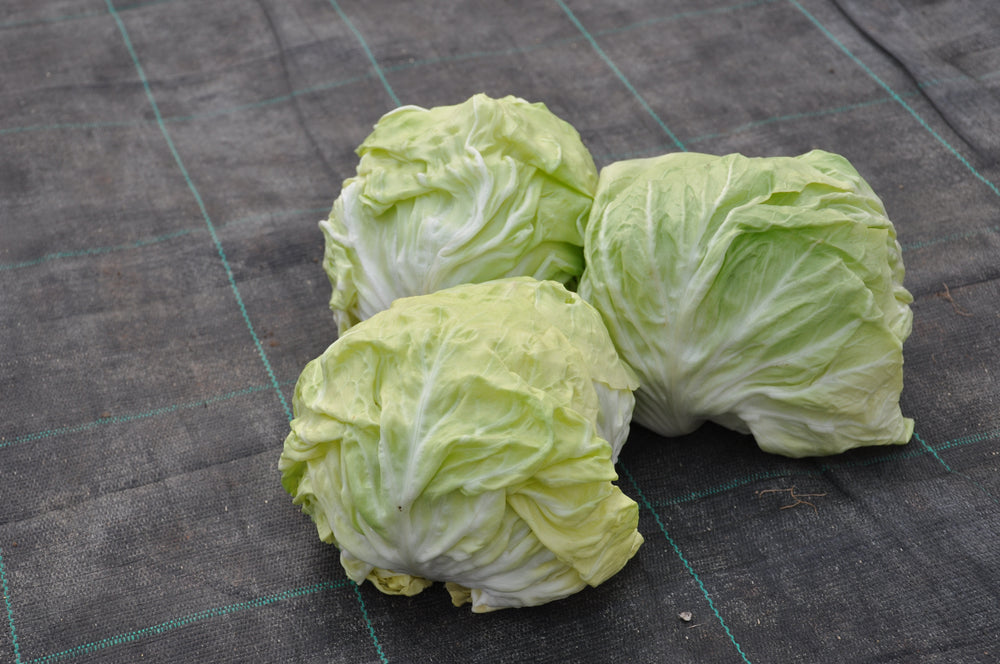 CRISTALLO ex #SM4.29 CICORIA BIANCA DI CHIOGGIA SEEDS | Smarties.bio