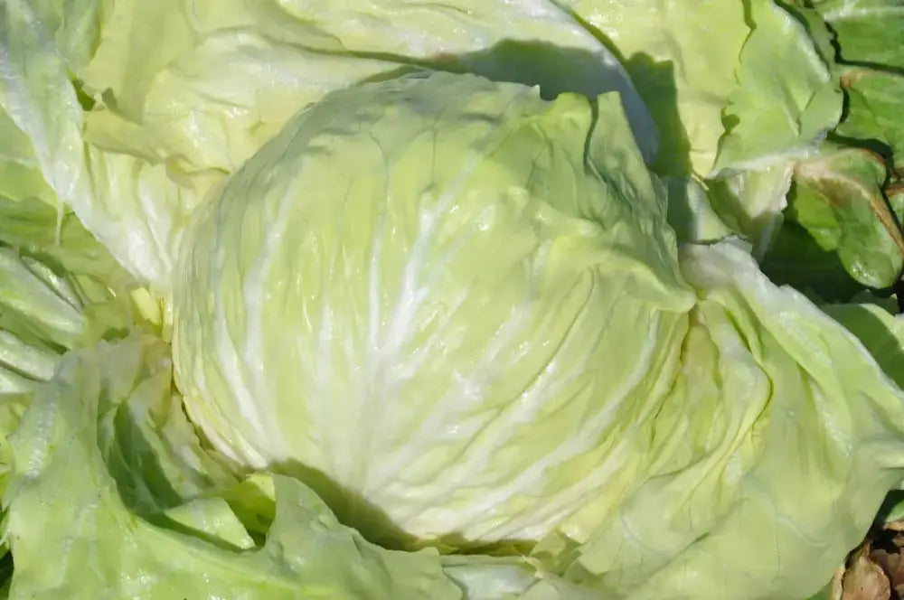 CRISTALLO CICORIA BIANCA DI CHIOGGIA SEEDS | Smarties.bio