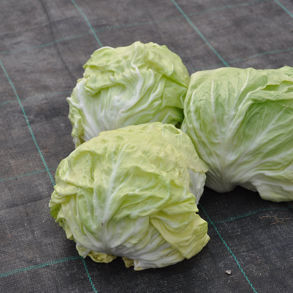 CRISTALLO ex #SM4.29 CICORIA BIANCA DI CHIOGGIA SEEDS | Smarties.bio