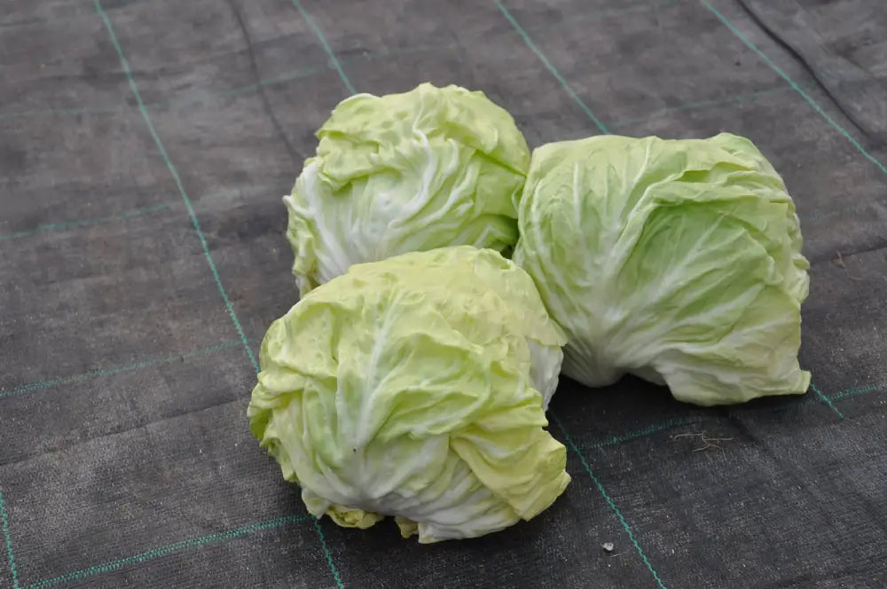 CRISTALLO CICORIA BIANCA DI CHIOGGIA SEEDS | Smarties.bio