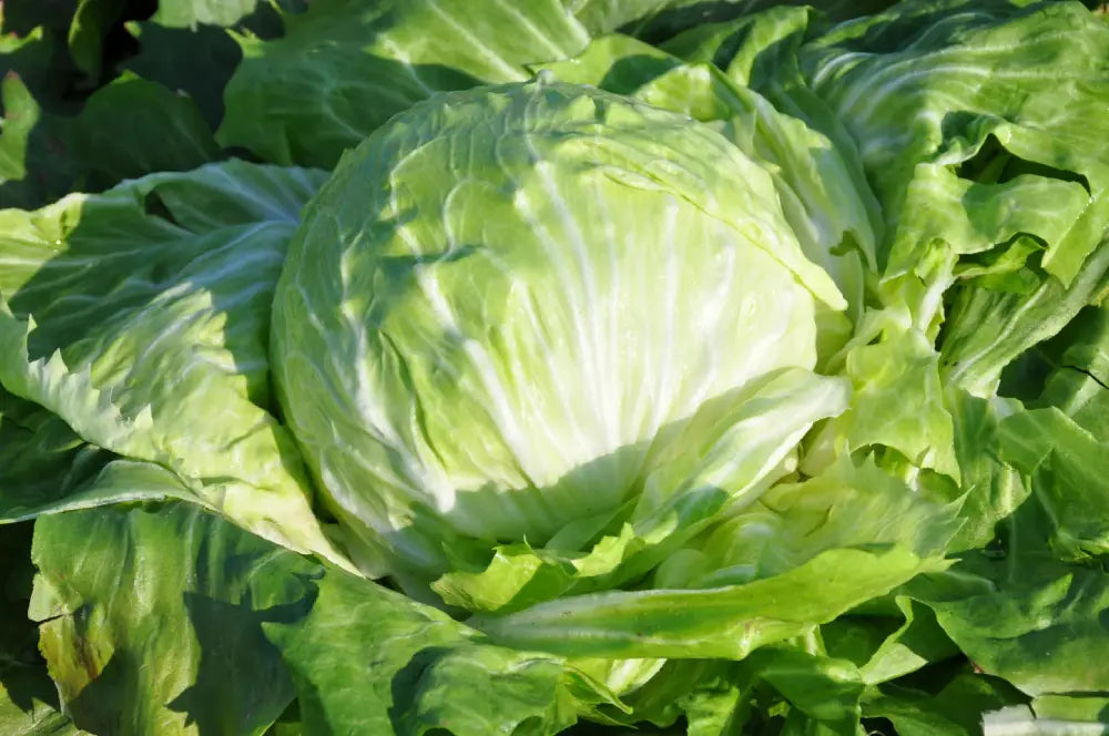 FIOCCO CICORIA BIANCA DI CHIOGGIA SEEDS | Smarties.bio