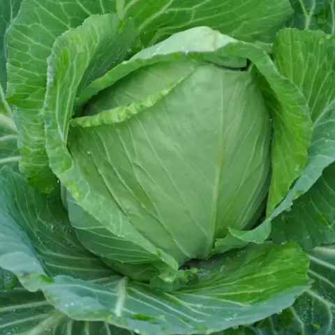 WHITE DROP WHITE POINTED CABBAGE SEEDS | Smarties.bio