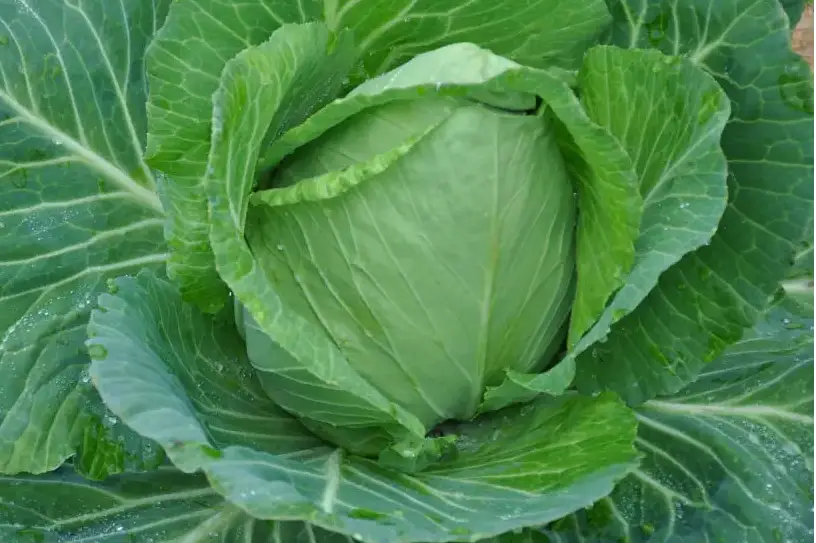 WHITE DROP WHITE POINTED CABBAGE SEEDS | Smarties.bio