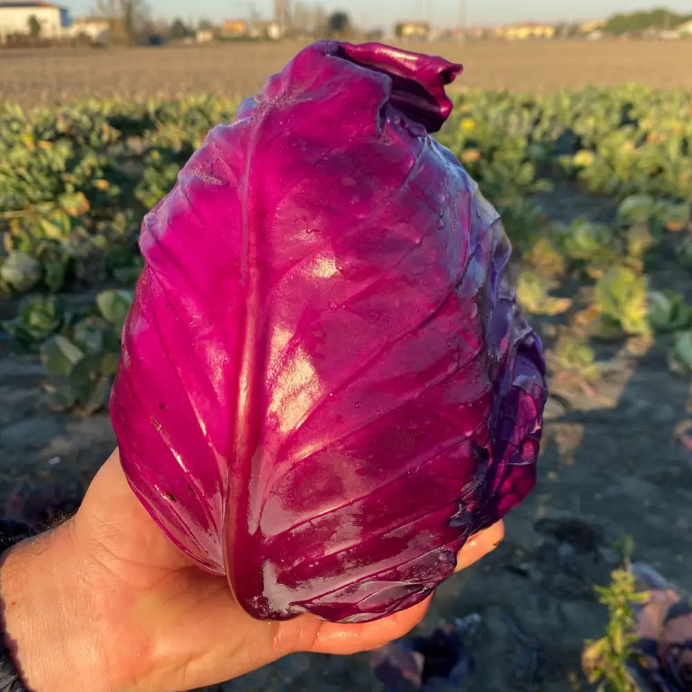 RED DROP F1 RED POINTED CABBAGE SEEDS | Smarties.bio