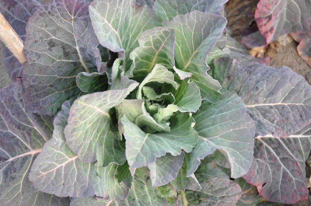 ANTENORE BROCCOLO PADOVANO SEEDS | Smarties.bio