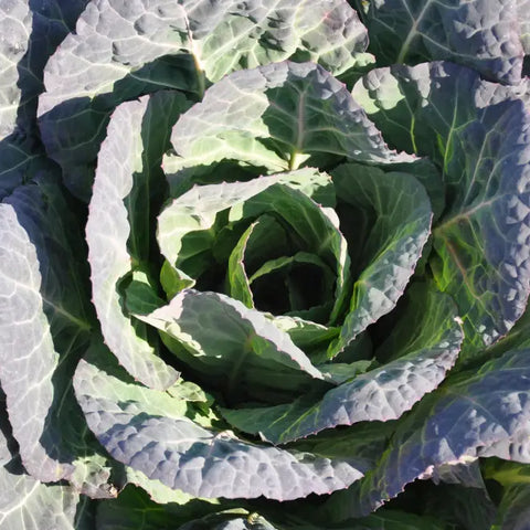 ANTENORE BROCCOLO PADOVANO SEEDS | Smarties.bio