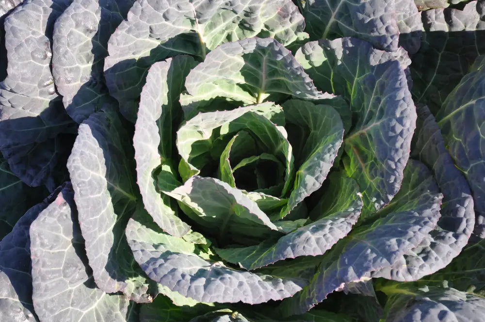 ANTENORE BROCCOLO PADOVANO SEEDS | Smarties.bio