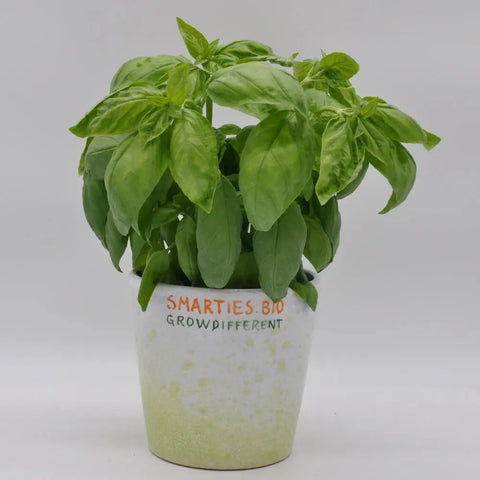 GUSTOSO ex #SM4.50 CLASSICO ITALIANO BASIL SEEDS | Smarties.bio
