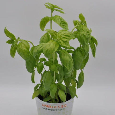 SAPOROSO BASIL SEEDS | Smarties.bio