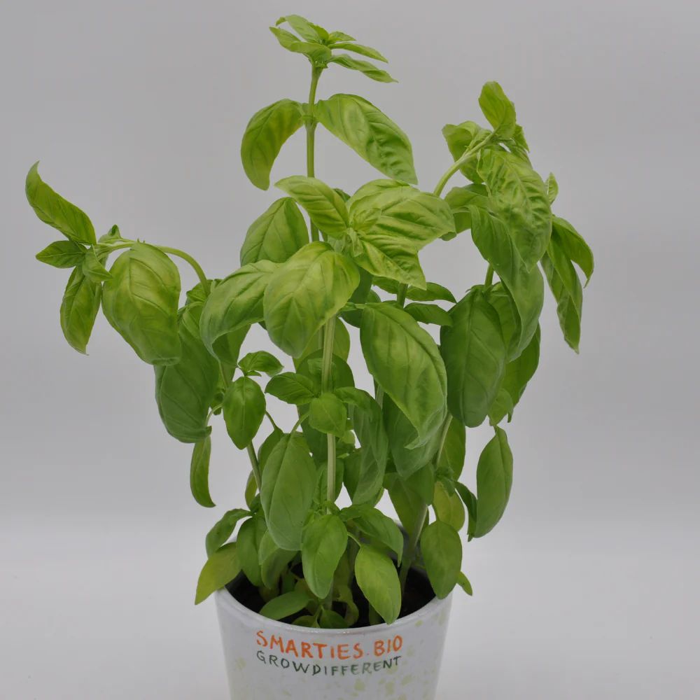 SAPOROSO BASIL SEEDS | Smarties.bio