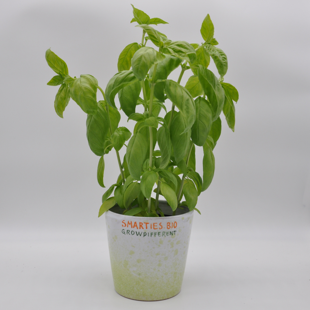 SAPOROSO BASIL SEEDS | Smarties.bio