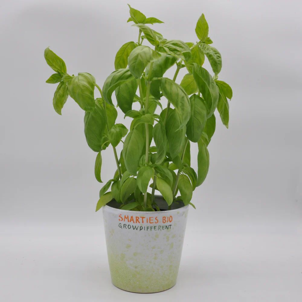 
                      
                        SAPOROSO BASIL SEEDS | Smarties.bio
                      
                    