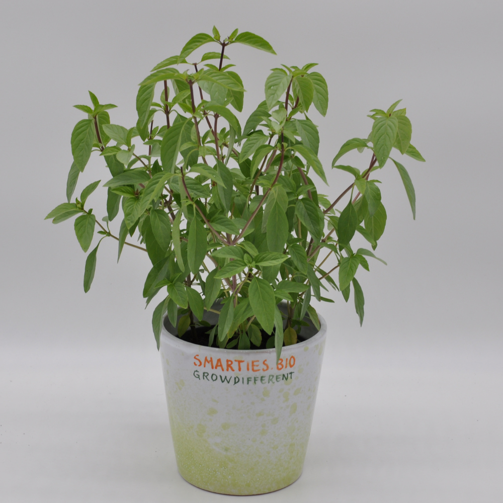 
                      
                        #SM482 THAI BASIL SEEDS | Smarties.bio
                      
                    