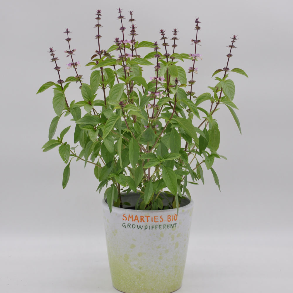 #SM482 THAI BASIL SEEDS | Smarties.bio