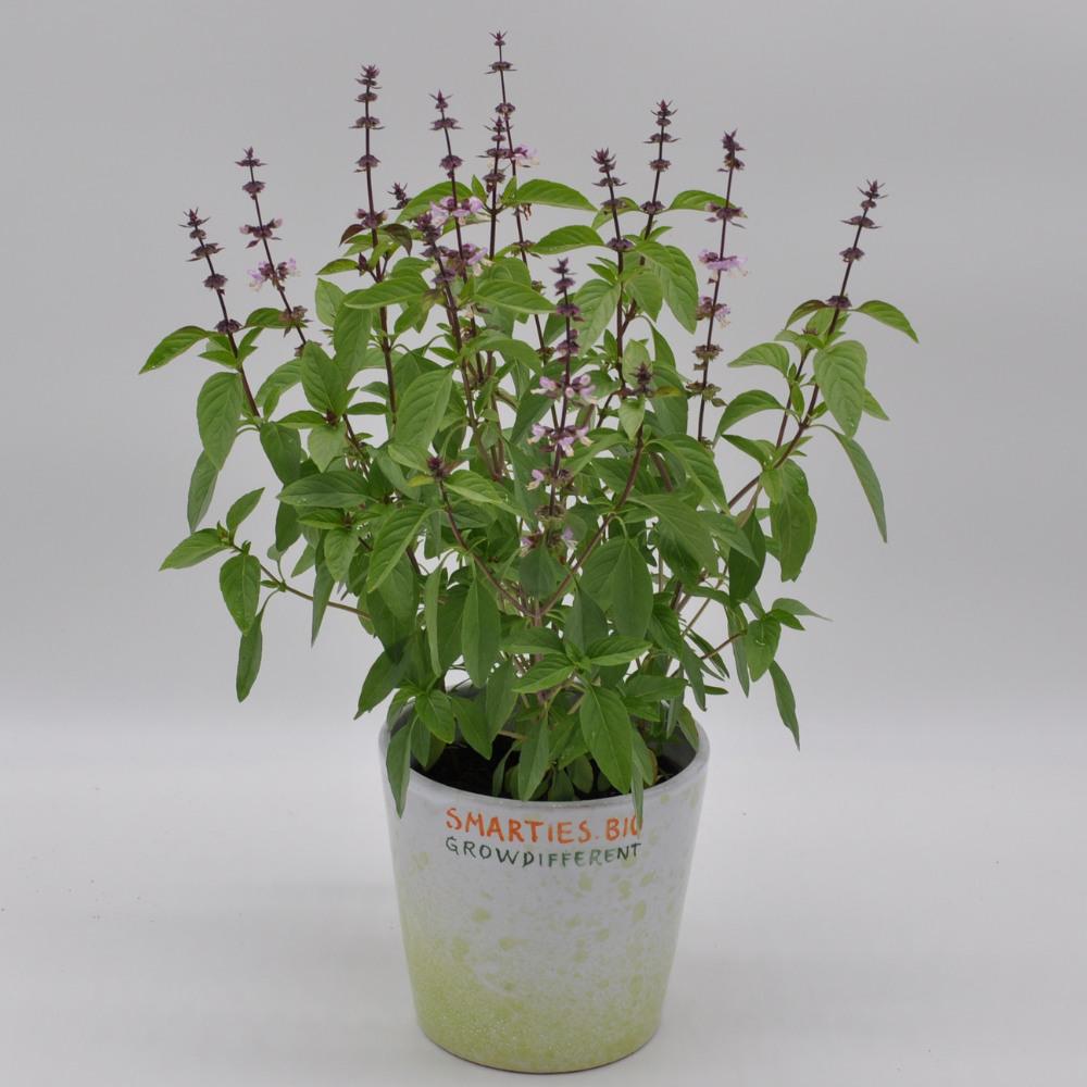 #SM482 THAI BASIL SEEDS | Smarties.bio