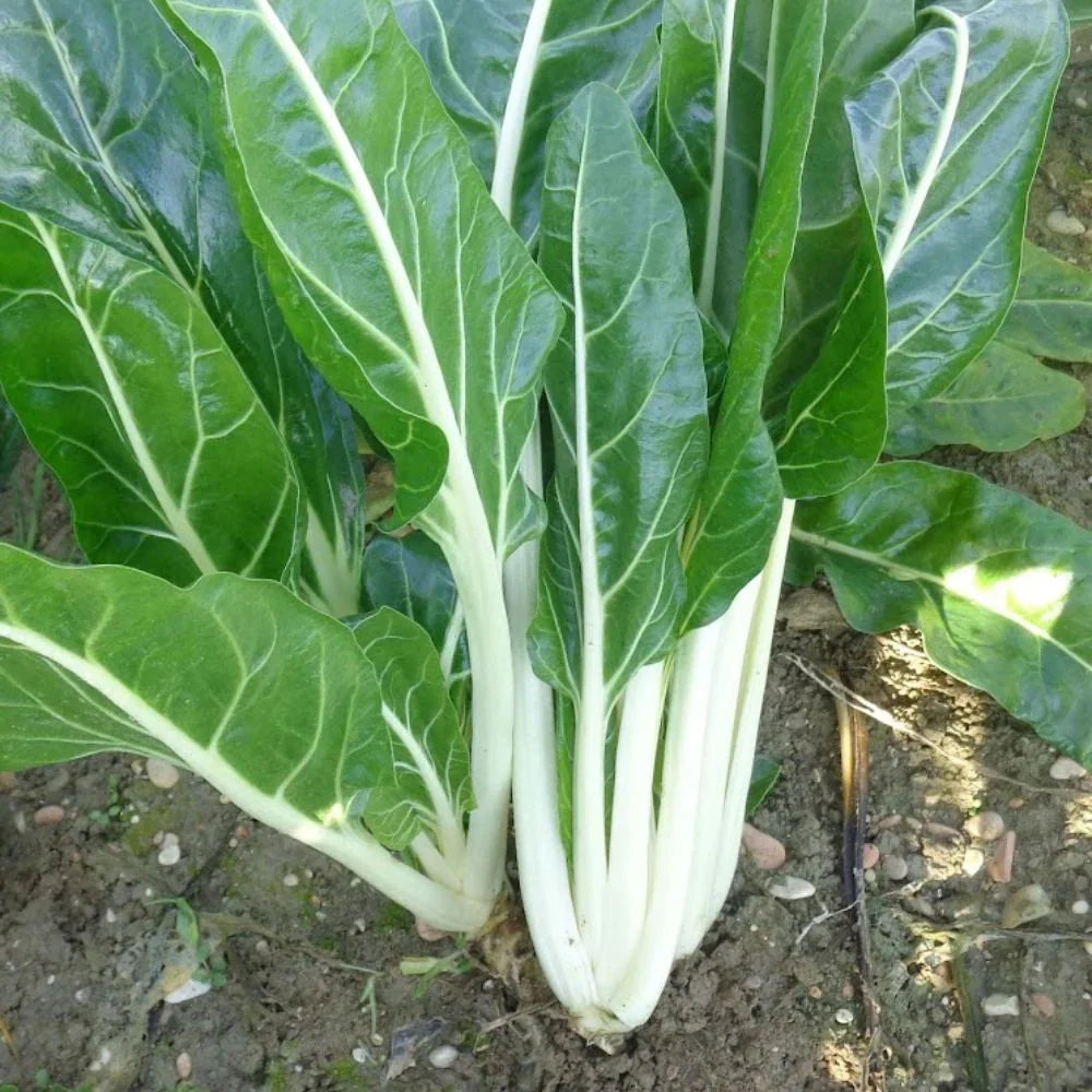 MAPEY GREEN CHARD SEEDS | Smarties.bio