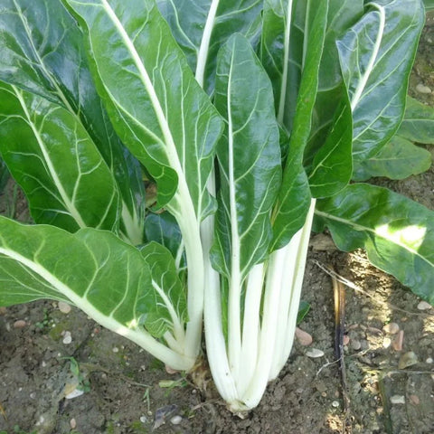 MAPEY GREEN CHARD SEEDS | Smarties.bio