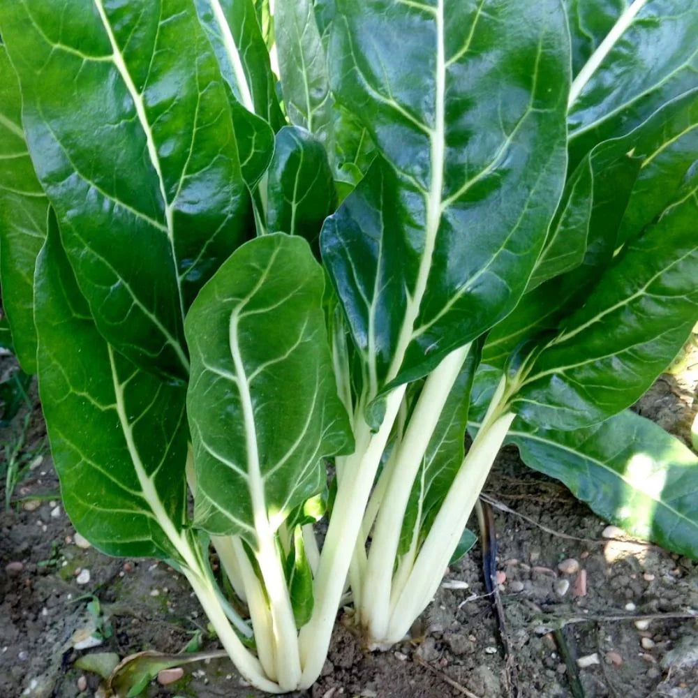 MAPEY GREEN CHARD SEEDS | Smarties.bio