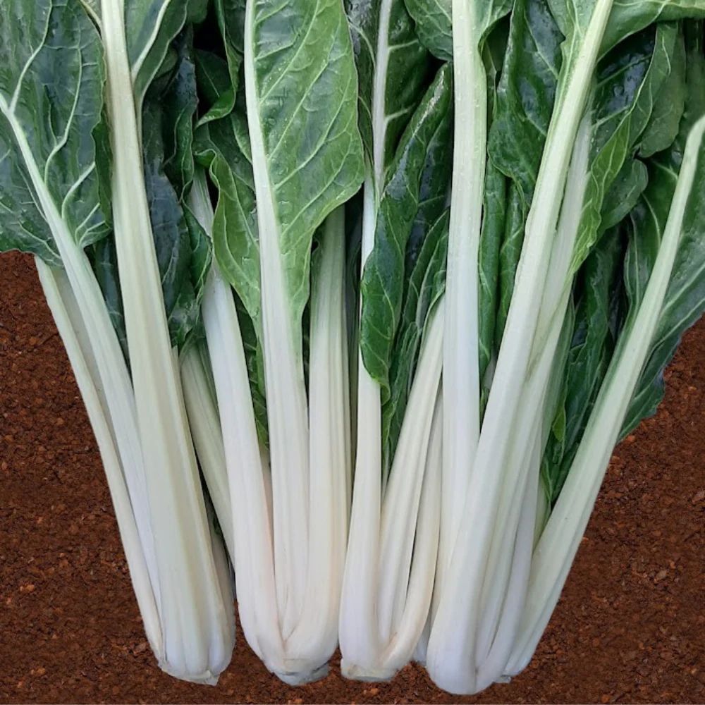 MAPEY GREEN CHARD SEEDS | Smarties.bio