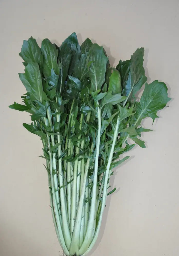 FELIX CICORIA CATALOGNA GIGANTE DI CHIOGGIA SEEDS | Smarties.bio