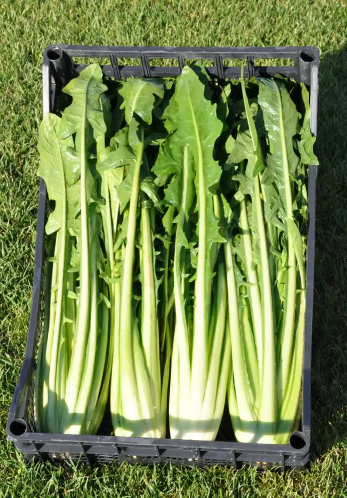 FELIX CICORIA CATALOGNA GIGANTE DI CHIOGGIA SEEDS | Smarties.bio