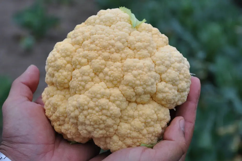 PEACH F1 CAVOLFIORE ARANCIONE SEEDS | Smarties.bio