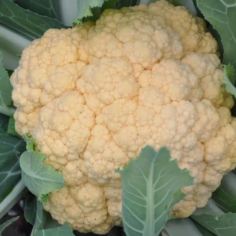 PEACH F1 CAVOLFIORE ARANCIONE SEEDS | Smarties.bio