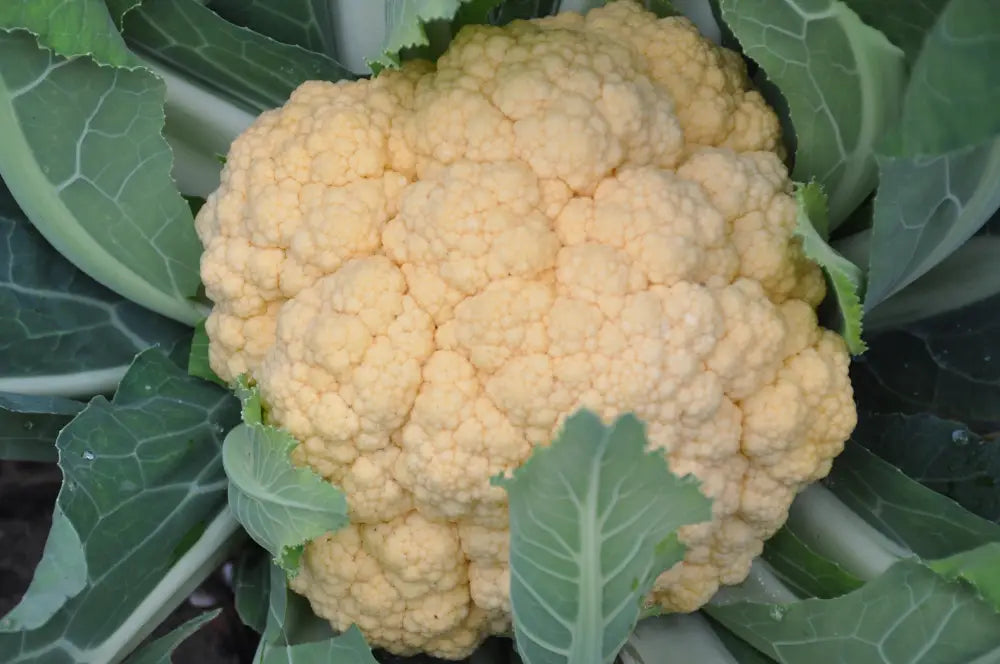 PEACH F1 CAVOLFIORE ARANCIONE SEEDS | Smarties.bio