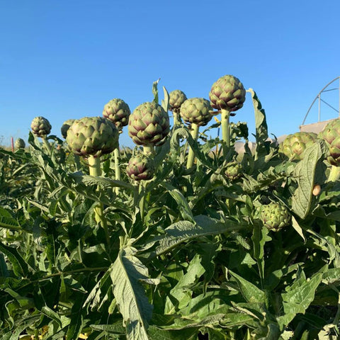 GREEN BELL F1 ARTICHOKE SEEDS | Smarties.bio