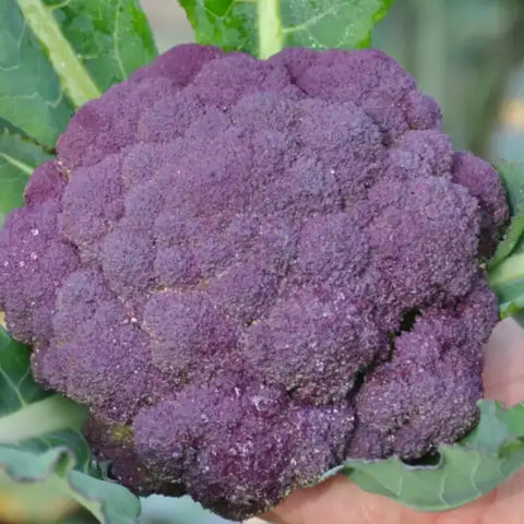 GRAPE F1 PURPLE CAULIFLOWER SEEDS | Smarties.bio