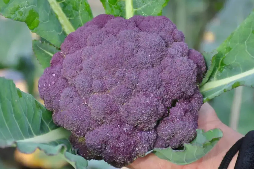 GRAPE F1 PURPLE CAULIFLOWER SEEDS | Smarties.bio