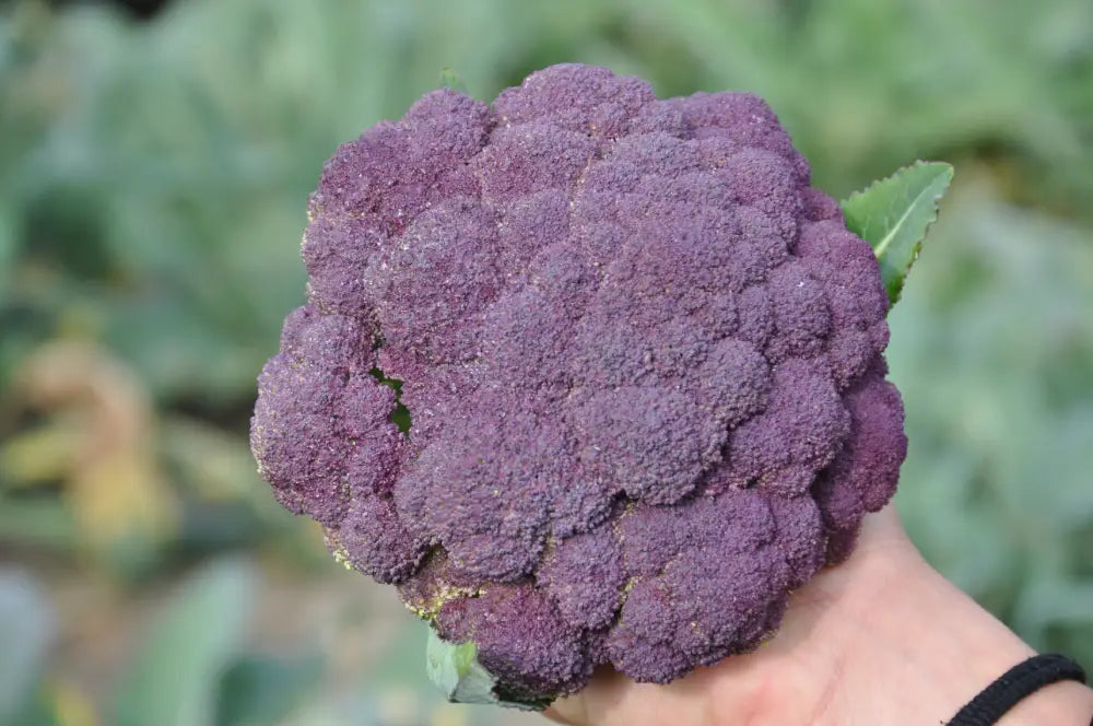 GRAPE F1 PURPLE CAULIFLOWER SEEDS | Smarties.bio