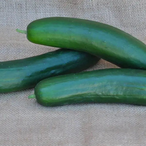 HOLLY F1 CUCUMBER SEEDS | Smarties.bio