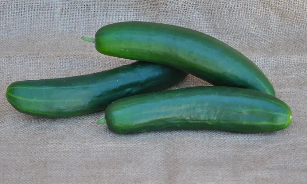 HOLLY F1 CUCUMBER SEEDS | Smarties.bio