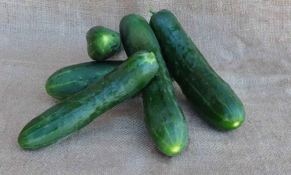 HOLLY F1 CUCUMBER SEEDS | Smarties.bio