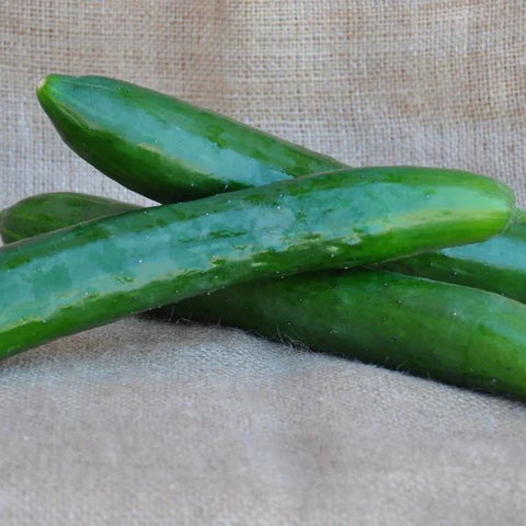 TASTY KING F1 CUCUMBER SEEDS | Smarties.bio